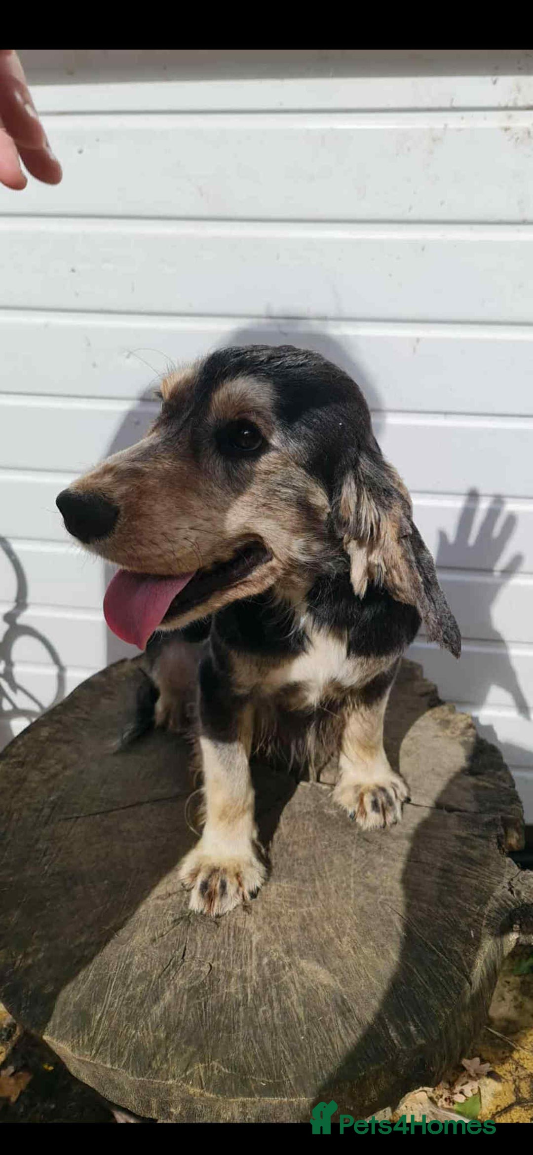 Cocker Spaniel dogs for sale: Adorable cocker spaniel puppy’s  - Image 16