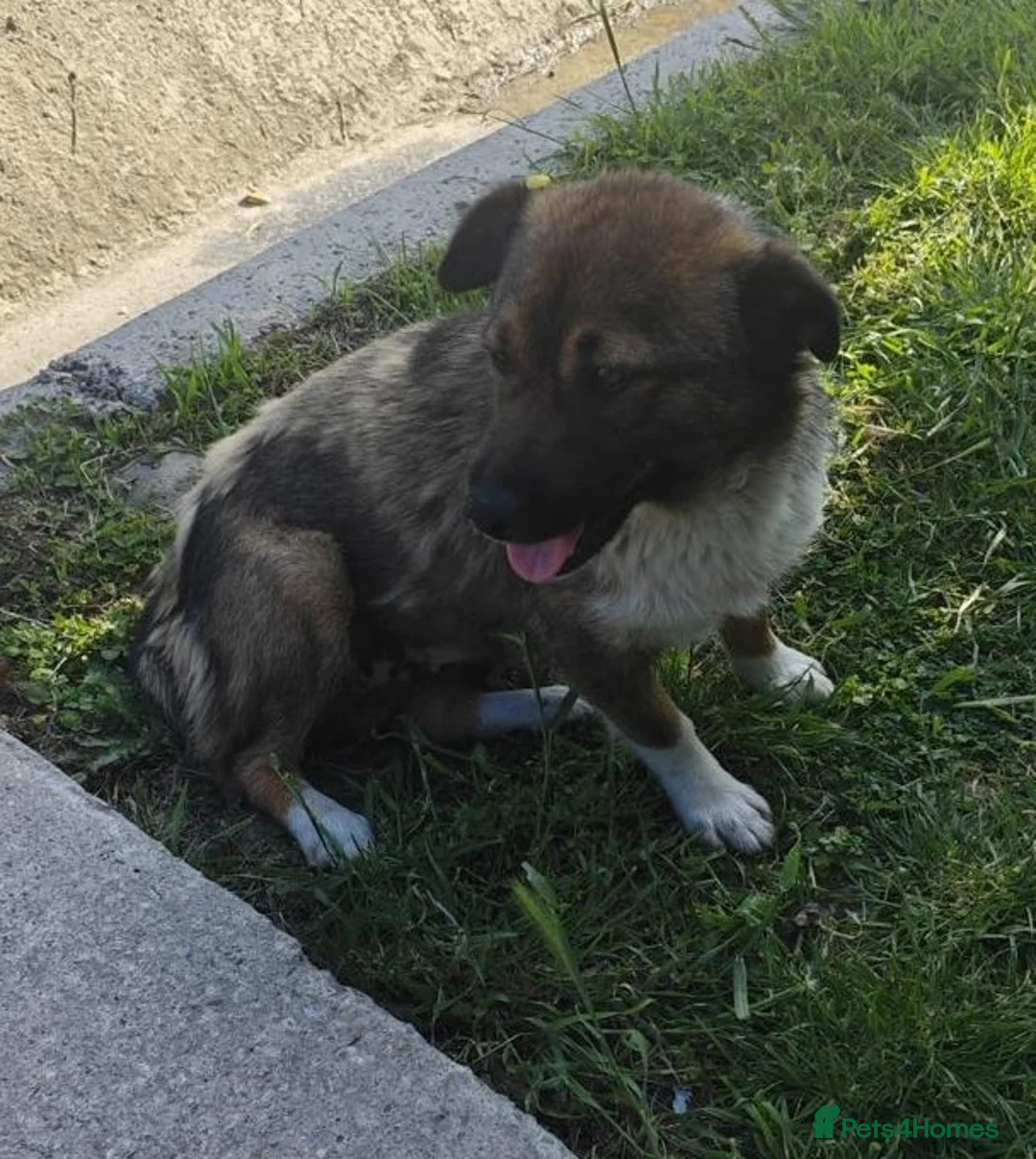 Mixed Breed dogs for adoption: BELLA -  a superb little girl, for a Loving Home - Advert 9