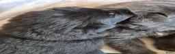 German Shepherd dogs for sale: Rare Blue & black & white german shepherd puppies - Advert 15