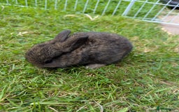 Mixed Breed rabbits for sale: Baby bunnies  - Image 2