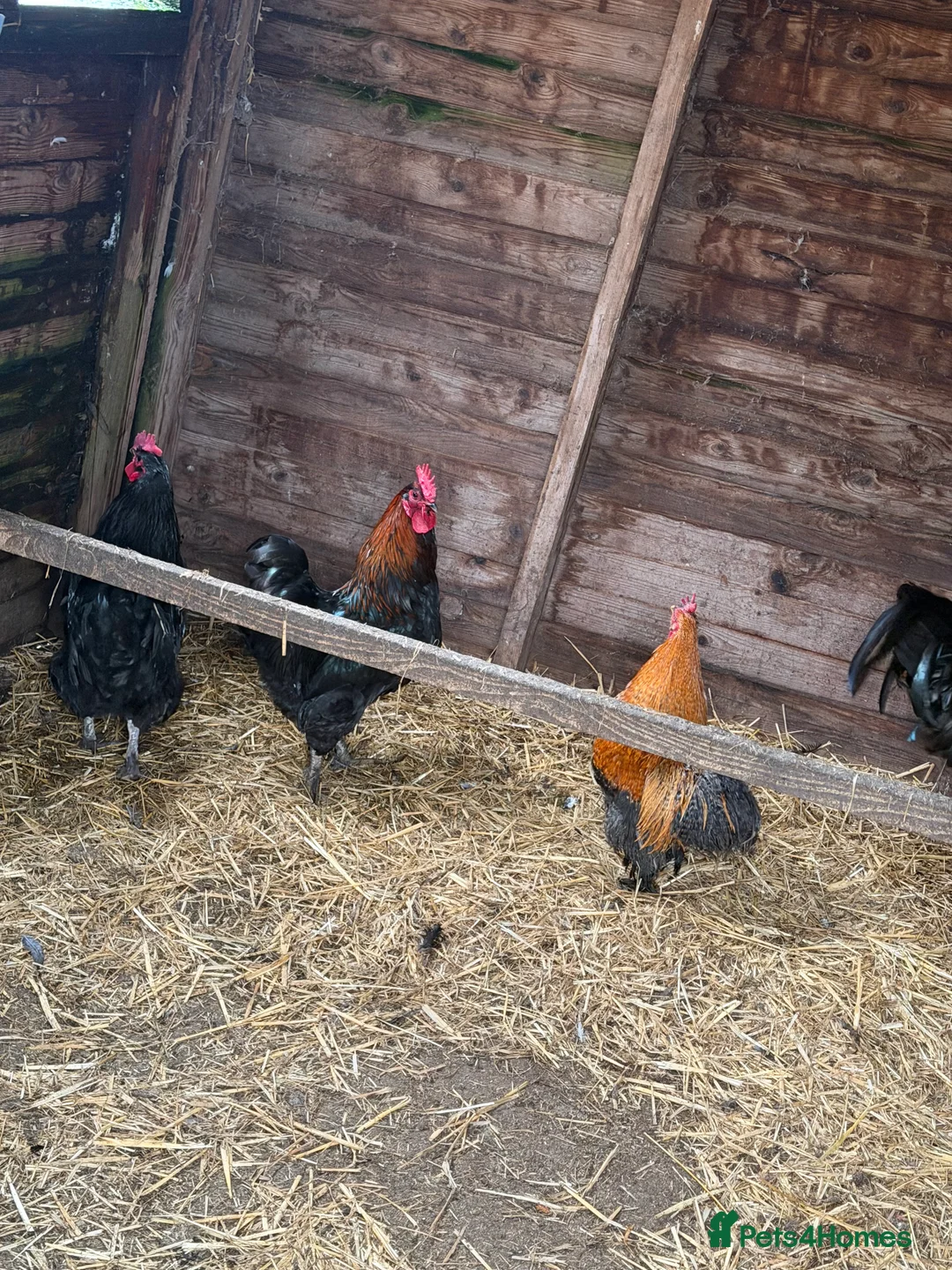 Chickens poultry for sale: Cockerels  in Stoke-on-Trent - Advert 4