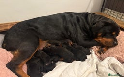 Rottweiler dogs for sale: Stunning Rottweiler Puppies - Image 1