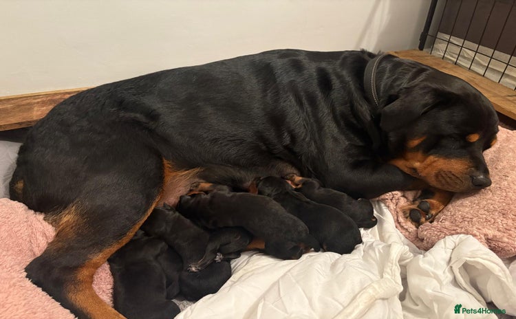 Rottweiler dogs - Advert 14