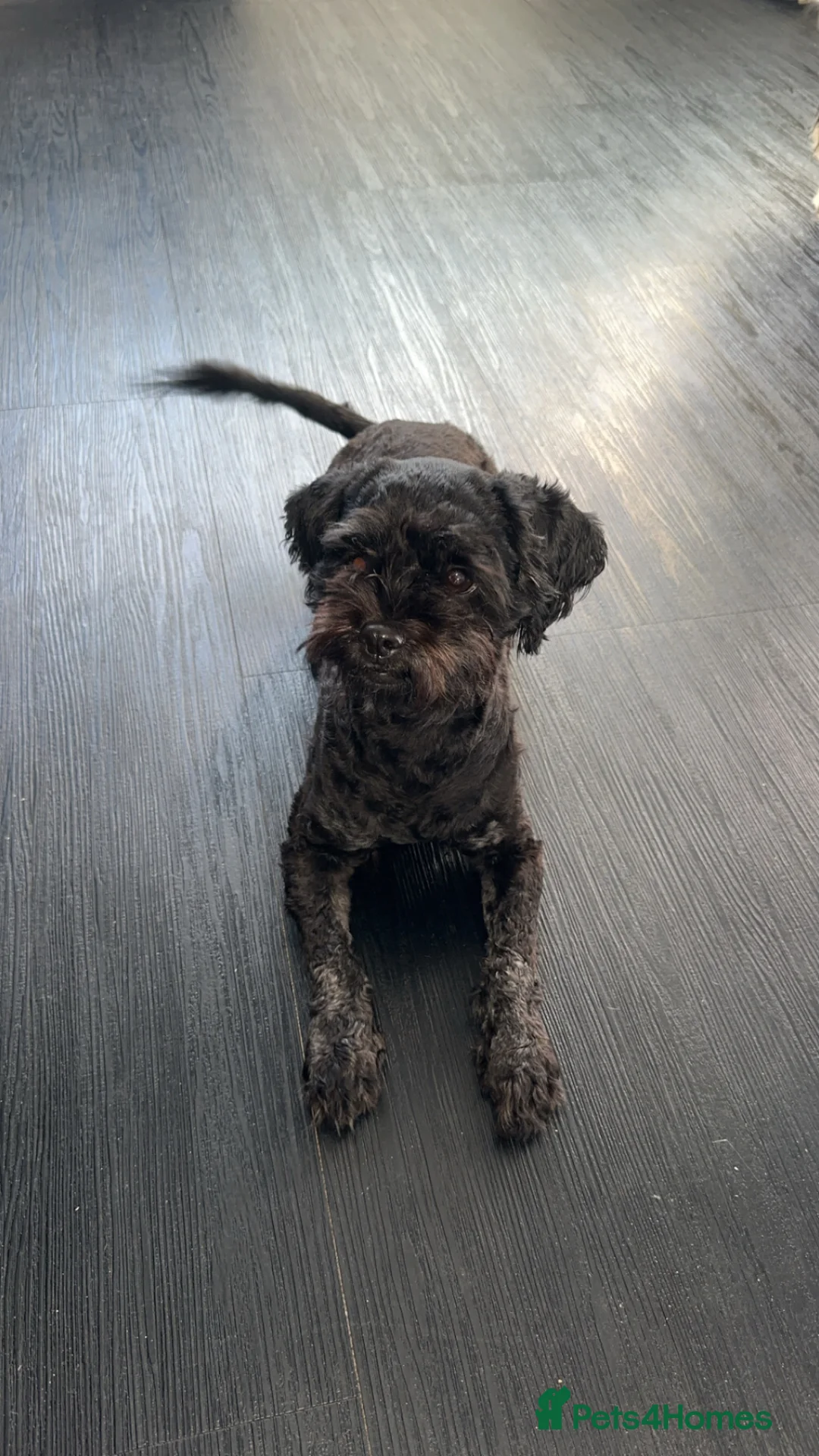 Shihpoo dogs for sale: Shitpoo in Ellesmere Port - Advert 2
