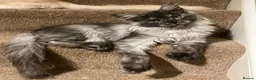Maine Coon cats for sale: ⚜️ championline maine coon kittens ⚜️ polydactyl - Advert 10