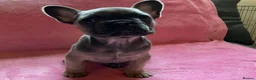 French Bulldog dogs for sale: French Bulldog ready to leave now - Advert 5