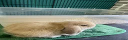 Mini Lop rabbits for sale: Beautiful mini lop babies - Advert 5