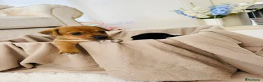 Patterjack 1