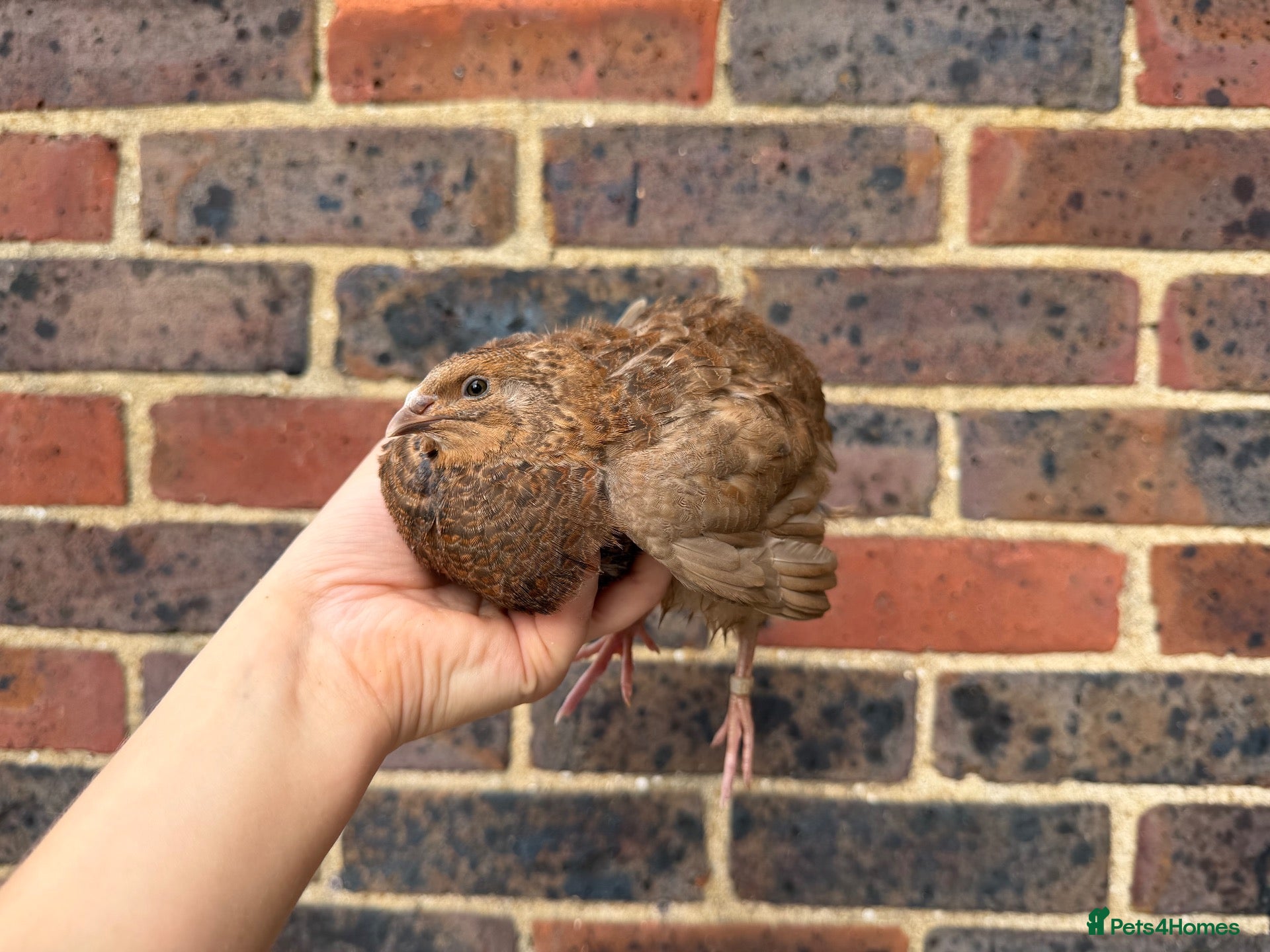 Quail poultry Scarlet / Red range Coturnix quail  - Advert 3