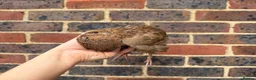 Quail poultry for sale: Scarlet / Red range Coturnix quail  - Advert 1