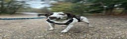 Pointer dogs for adoption: ❤️🐾 Nitsa is ready to keep moving forward 🐾 - Advert 3