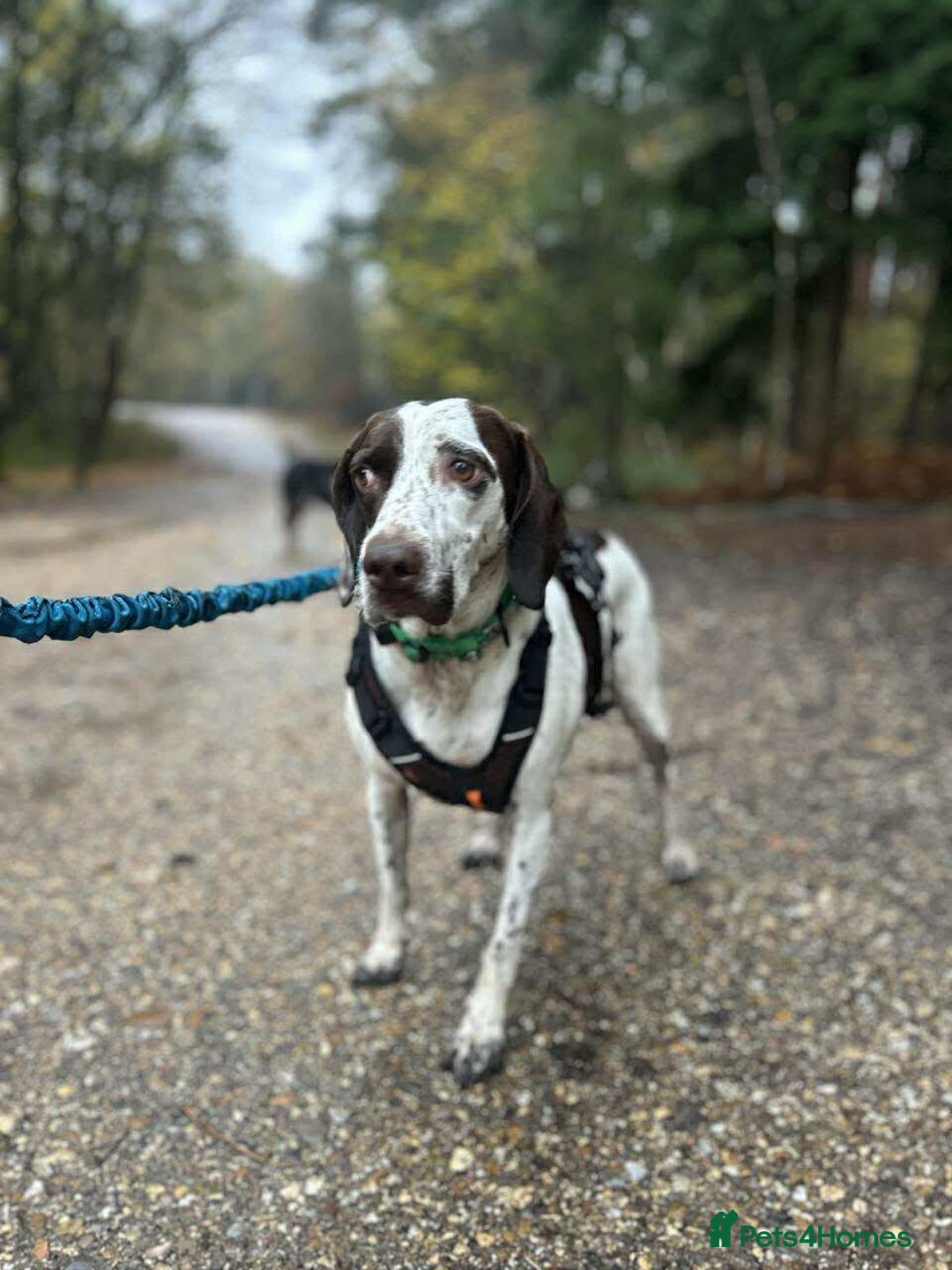 Pointer dogs for adoption: ❤️🐾 Nitsa is ready to keep moving forward 🐾 - Advert 3