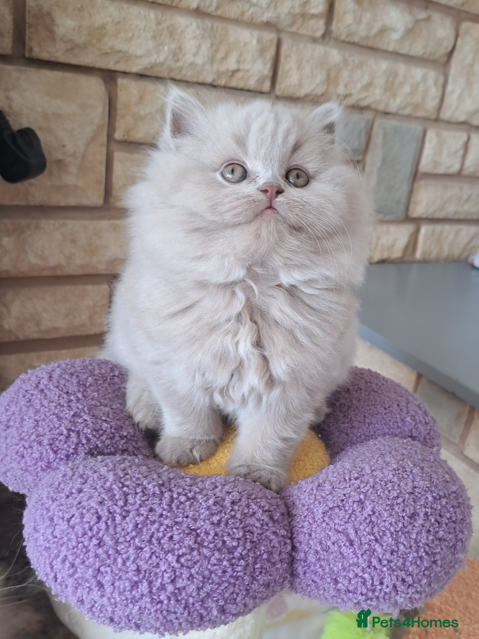 British Longhair cats Chunky BLH&BSH kittens. 2 kittens left. PETS ONLY - Advert 2