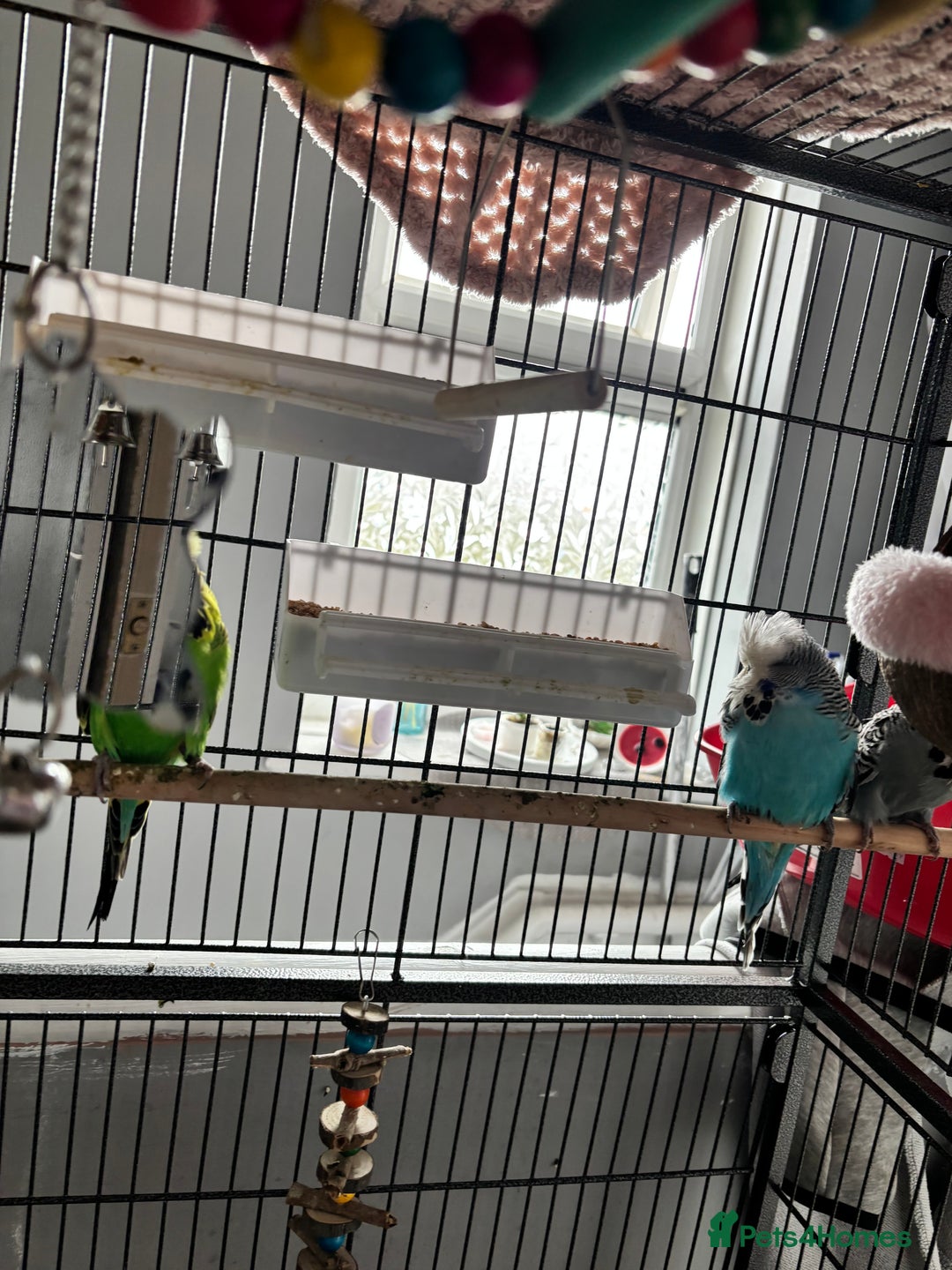 Budgerigars birds for sale: Budgies for sale  - Image 2