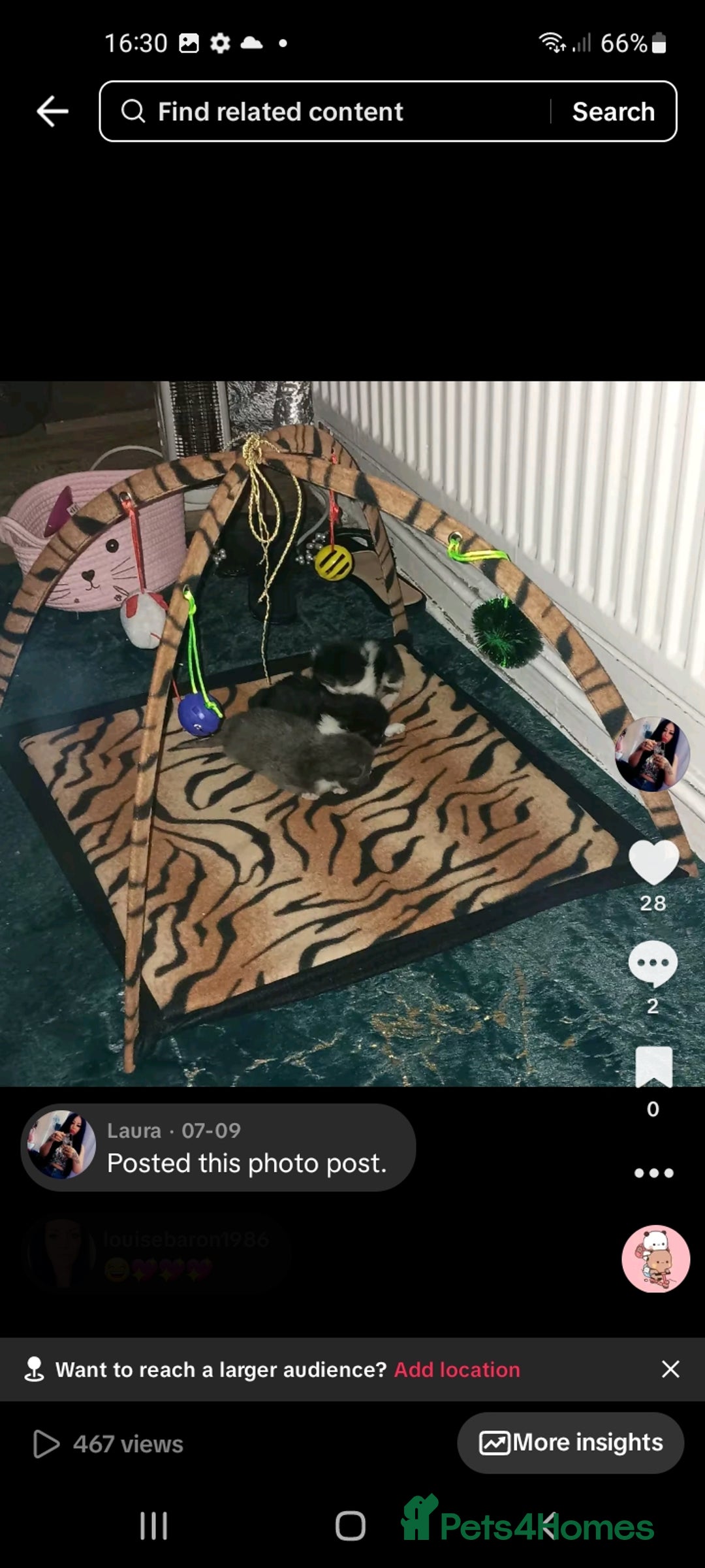 Bengal cats for sale: 2 female kitten 😺  - Image 1