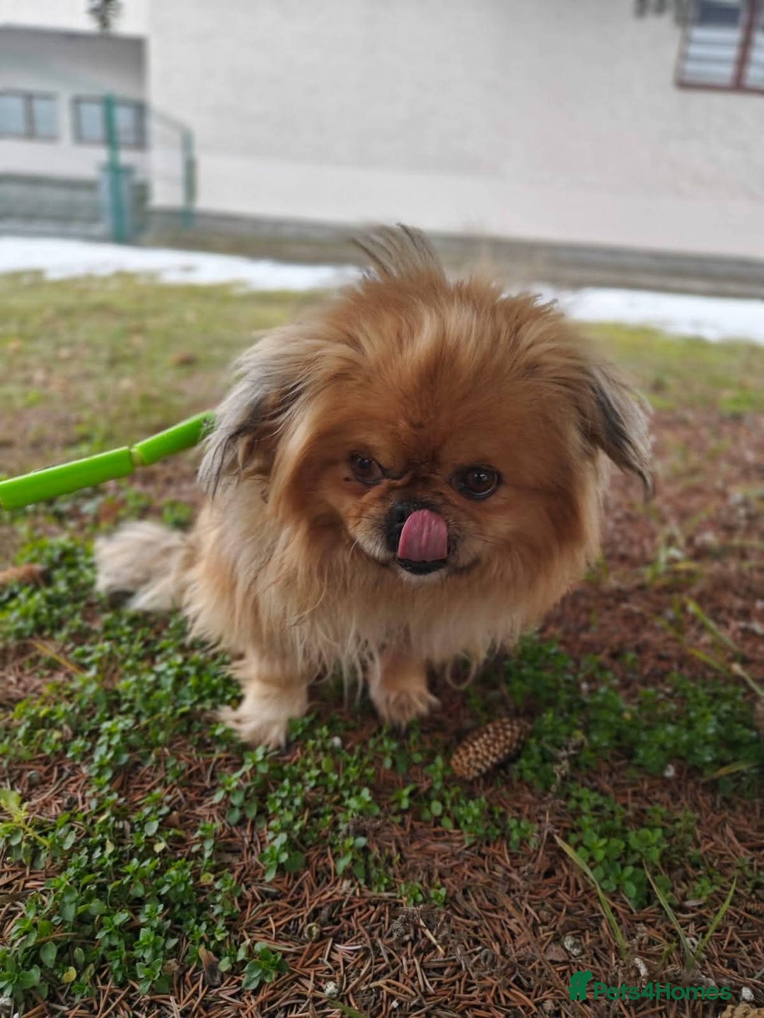 Mixed Breed dogs for adoption: 💙Barry: 9-10-year-old Tibetan Spaniel cross💙 - Advert 13