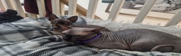 Sphynx cats for stud: Canadian  Spynkx  4 years  old FOR STUD in Southampton - Advert 5