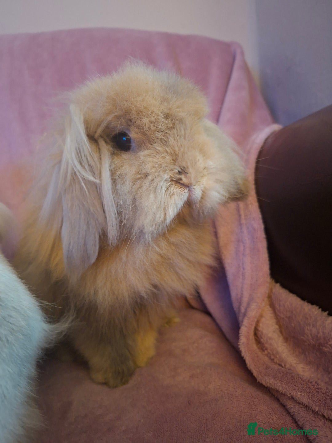Mini Lion Lop rabbits for sale: Bonded Mother and Daughter pair - Image 4