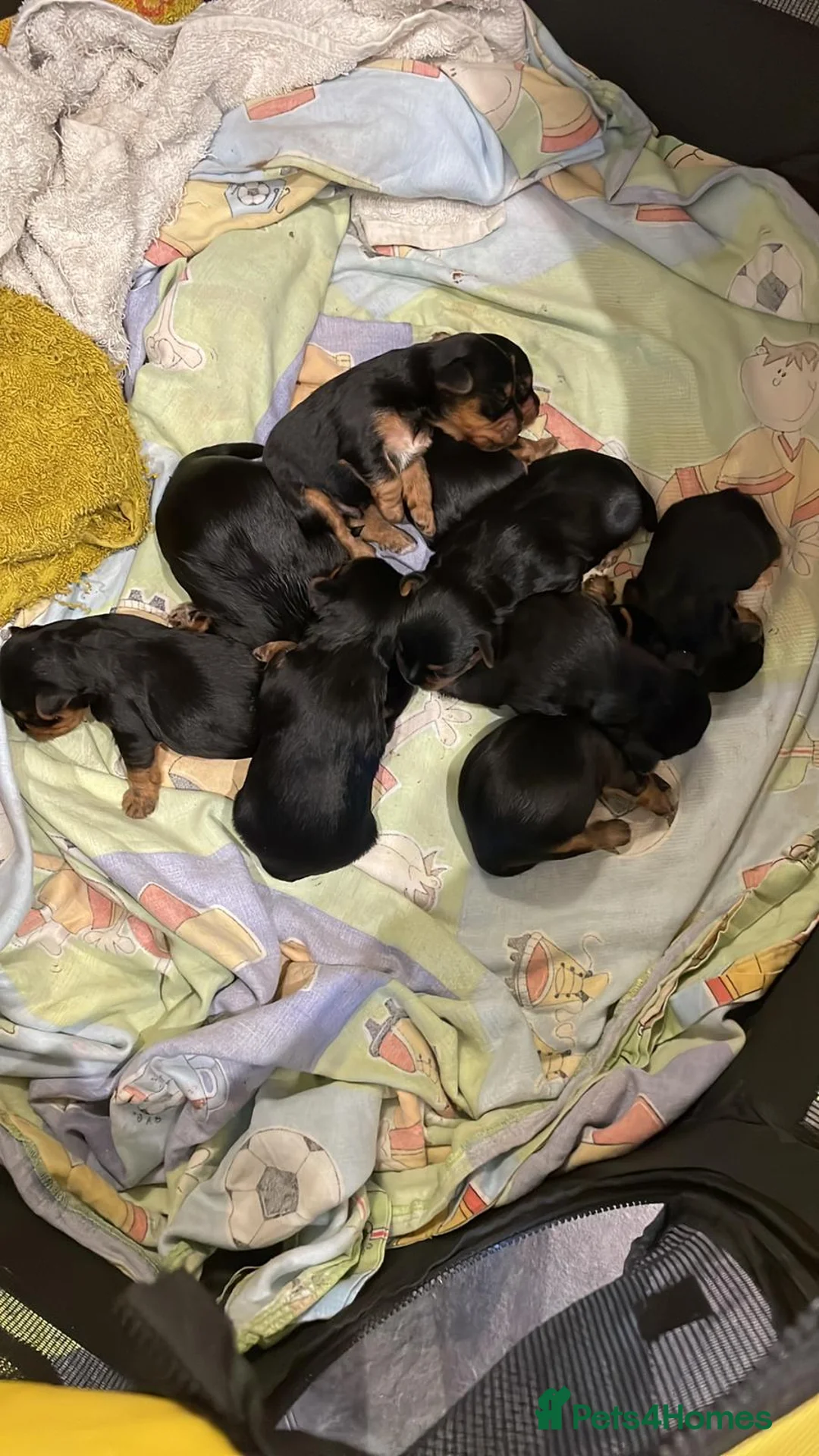 Yorkshire Terrier dogs for stud: Yorkshire terrier for stud  in Hornchurch - Advert 26