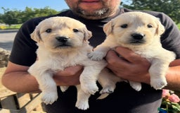 Golden Retriever dogs for sale: Stunning KC reg Golden Retriever Puppies for sale - Image 4