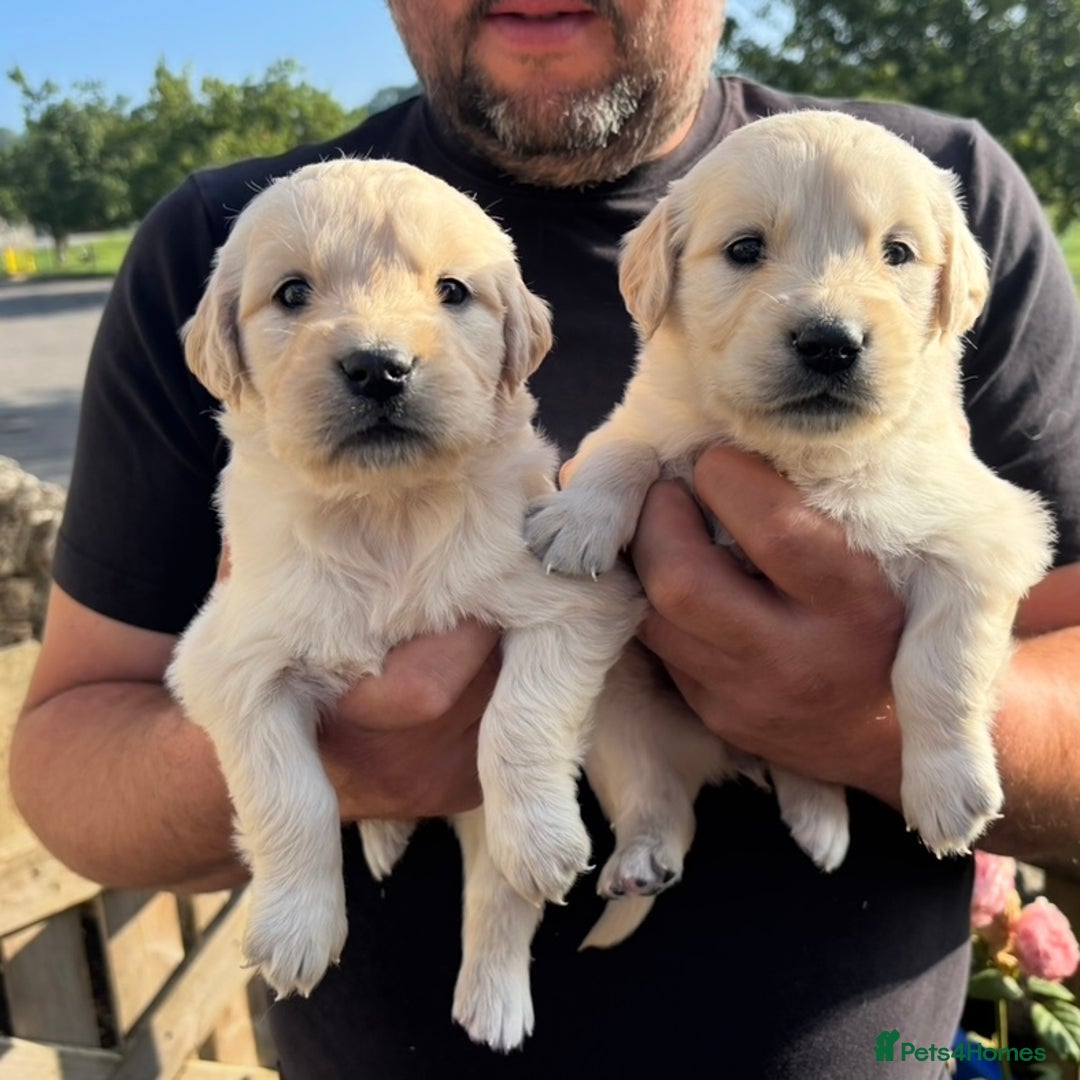Golden Retriever dogs for sale: Stunning KC reg Golden Retriever Puppies for sale - Image 4