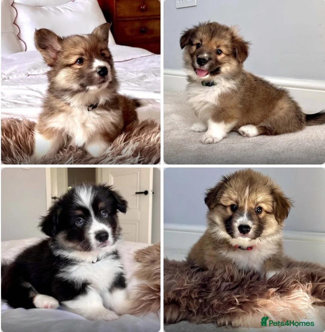 Welsh Corgi Pembroke dogs for sale: Stunning Fluffy Long-Haired (Fluffy) Corgi Puppies - Advert 1
