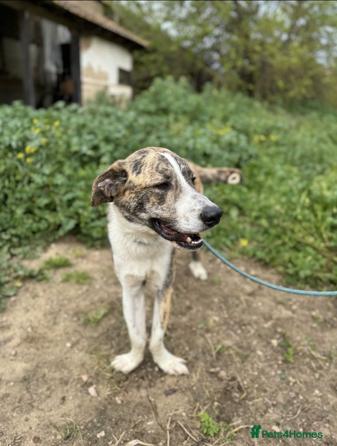 Mixed Breed dogs for adoption: 💔 OLIVER, RETURNED OUT OF SHAME 💔 - Image 2