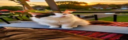Ragdoll cats for sale: Ragdoll Bicollor kitten  - Advert 5