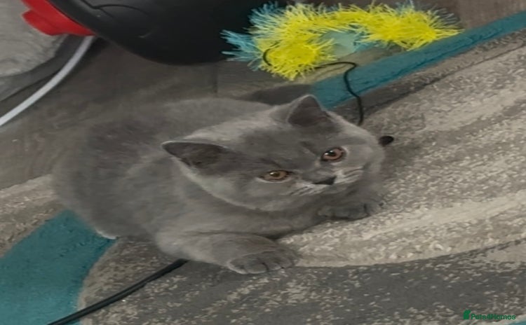 British Shorthair cats - Advert 6