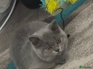 British Shorthair cats - Advert 35