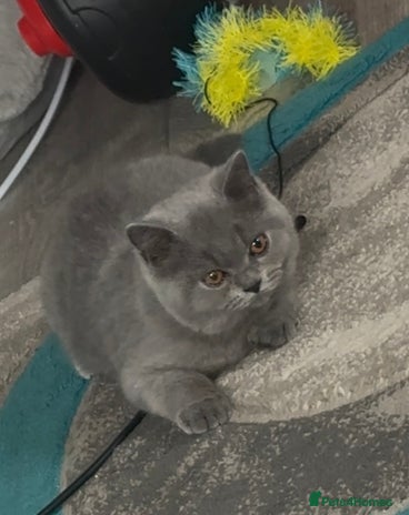 British Shorthair cats - Advert 13