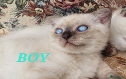 Scottish Fold cats for sale: Scottish fold kittens  - Image 8