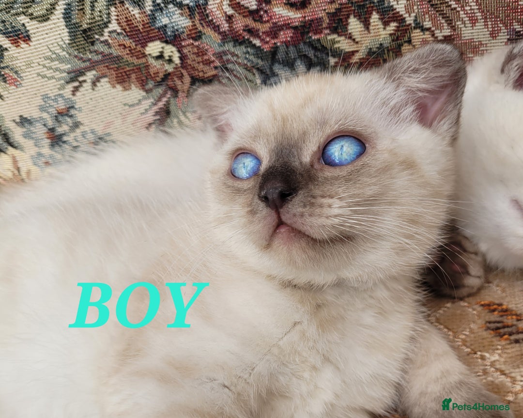 Scottish Fold cats for sale: Scottish fold kittens  - Image 8