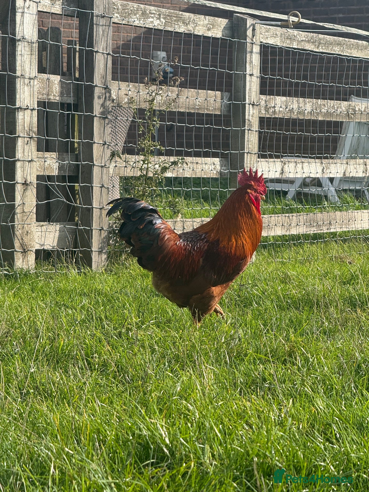 Chickens poultry (Piri Piri) Rhode Island Red Cockerel  - Advert 1