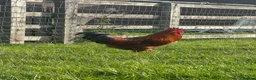 Chickens poultry for sale: (Piri Piri) Rhode Island Red Cockerel  - Advert 1