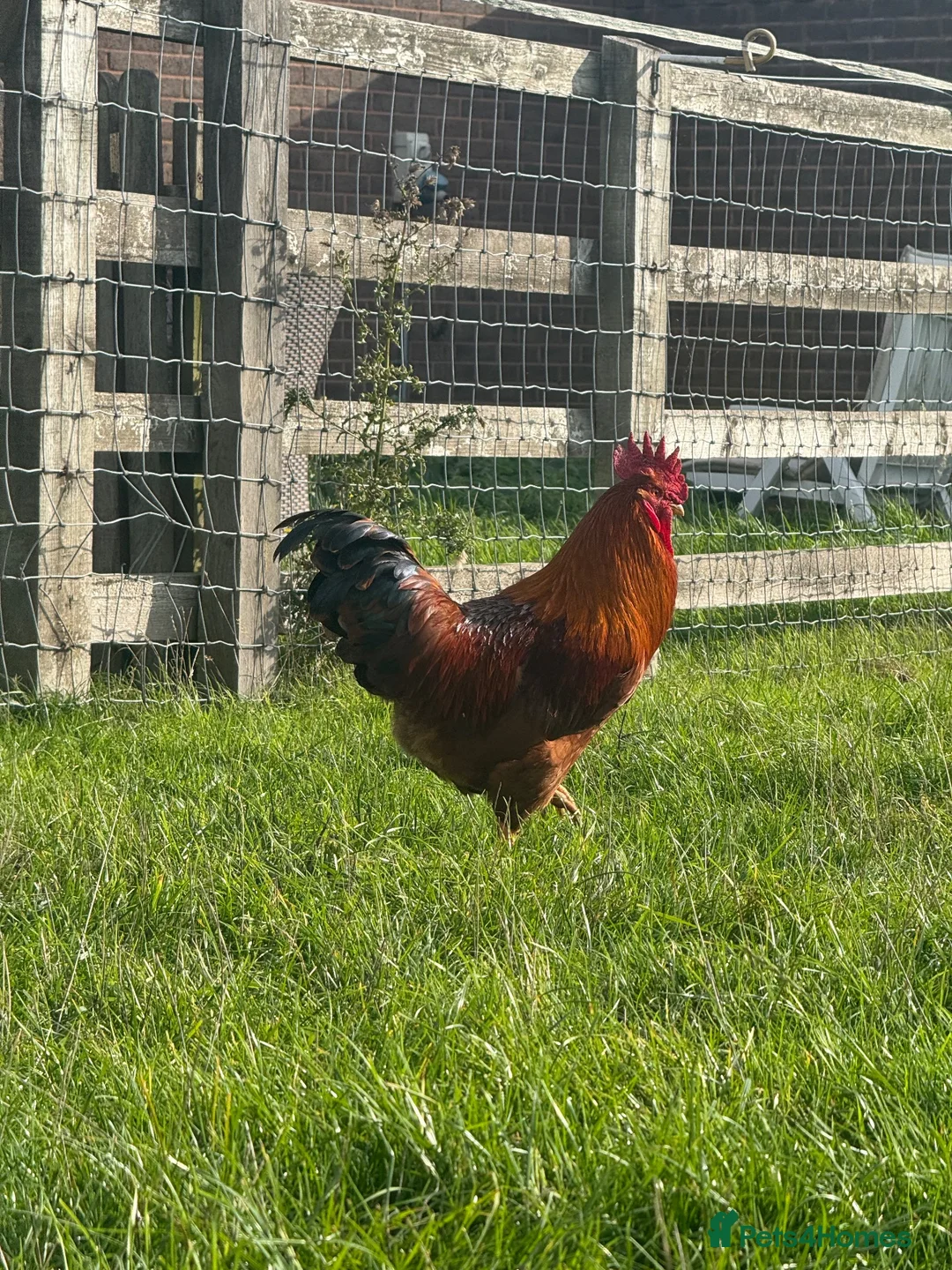 Chickens poultry for sale: (Piri Piri) Rhode Island Red Cockerel  - Advert 1
