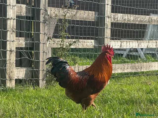 Chickens poultry for sale: (Piri Piri) Rhode Island Red Cockerel - Advert 2