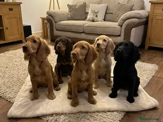 Cocker Spaniel dogs Show x Working Cockers - 15 Weeks & Fully Jabbed - Advert 11