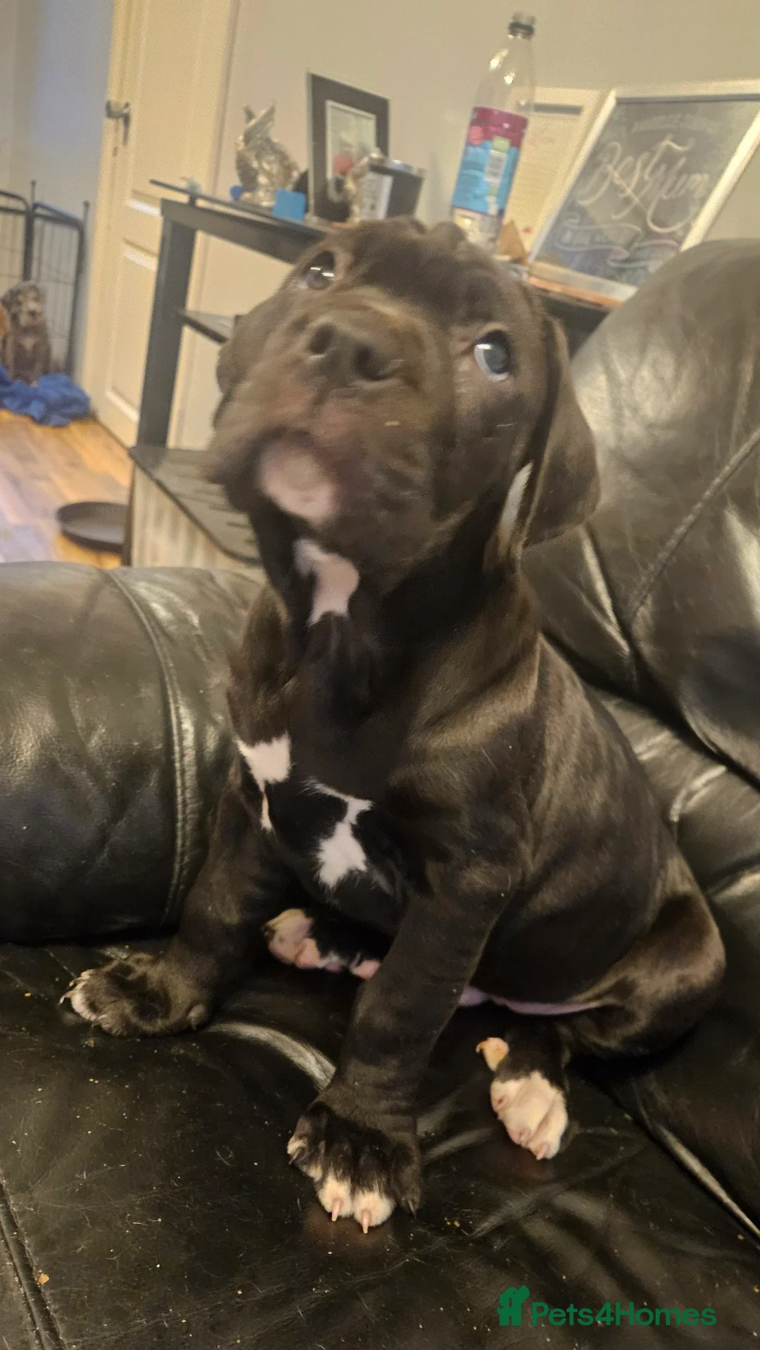 Cane Corso dogs for sale: Merle and brindle cane corso - Advert 3