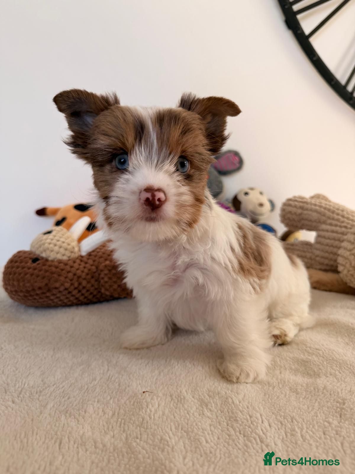 Yorkshire Terrier dogs Quality Rare Biewer Yorkie puppies\DNA\Pedigree  - Advert 1