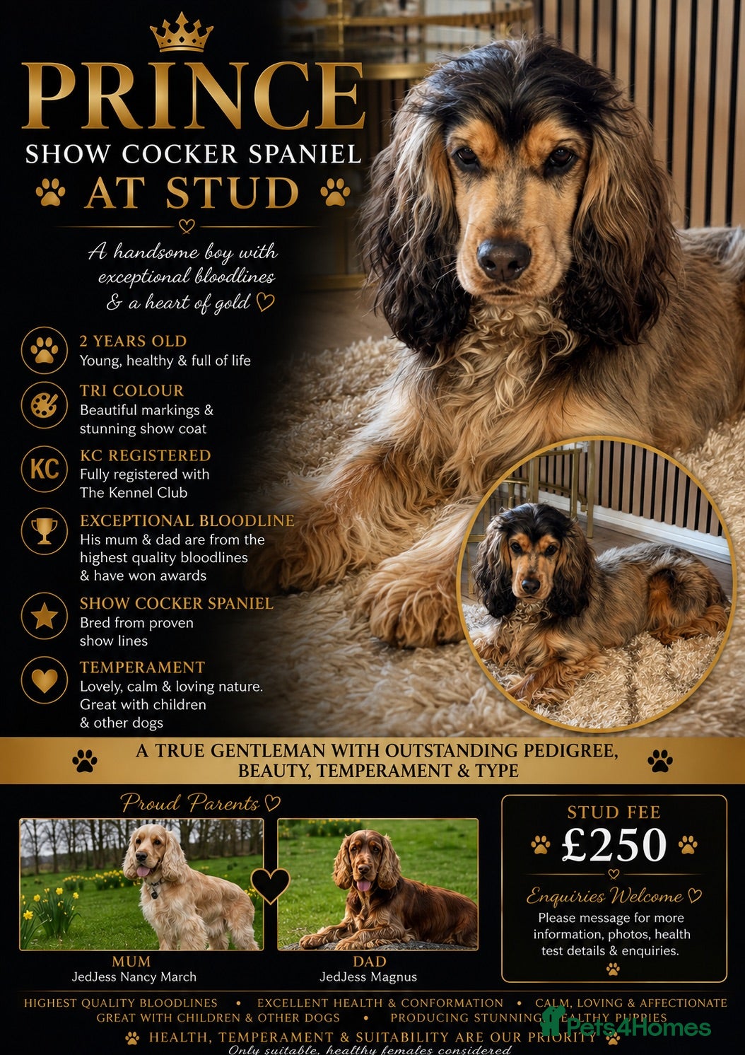 American Cocker Spaniel dogs PRINCE — HANDSOME SHOW COCKER SPANIEL AT STUD 🐾 - Advert 8