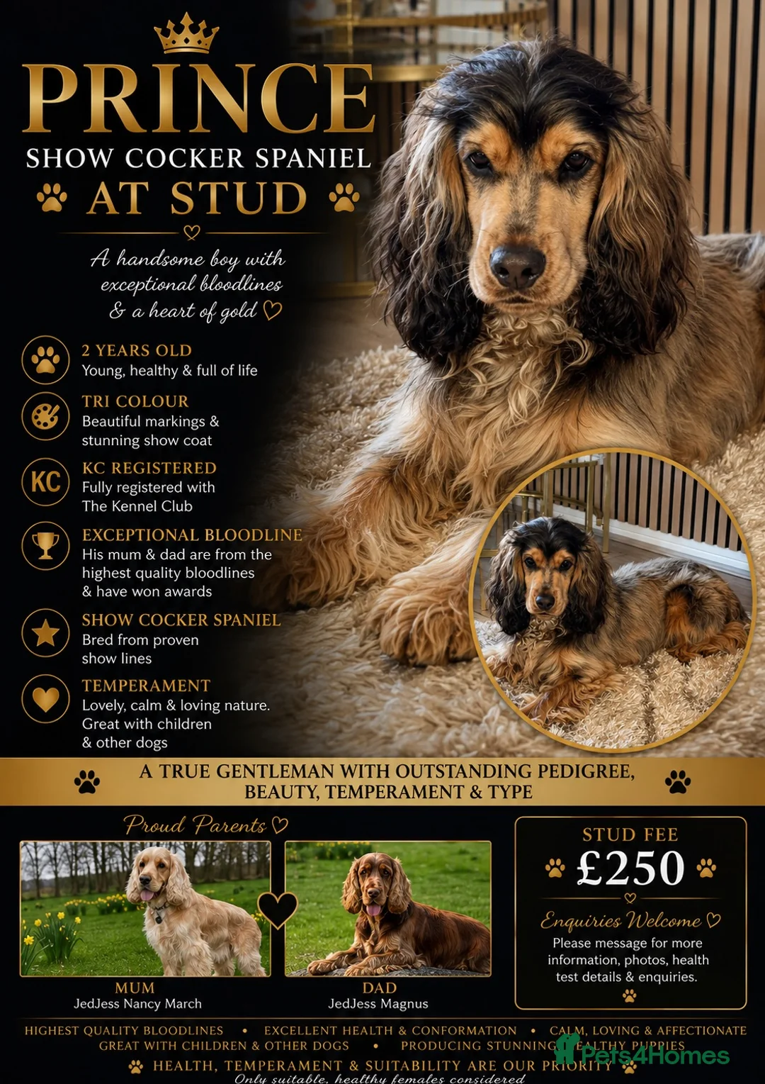 American Cocker Spaniel dogs for stud: PRINCE — HANDSOME SHOW COCKER SPANIEL AT STUD 🐾 - Advert 1