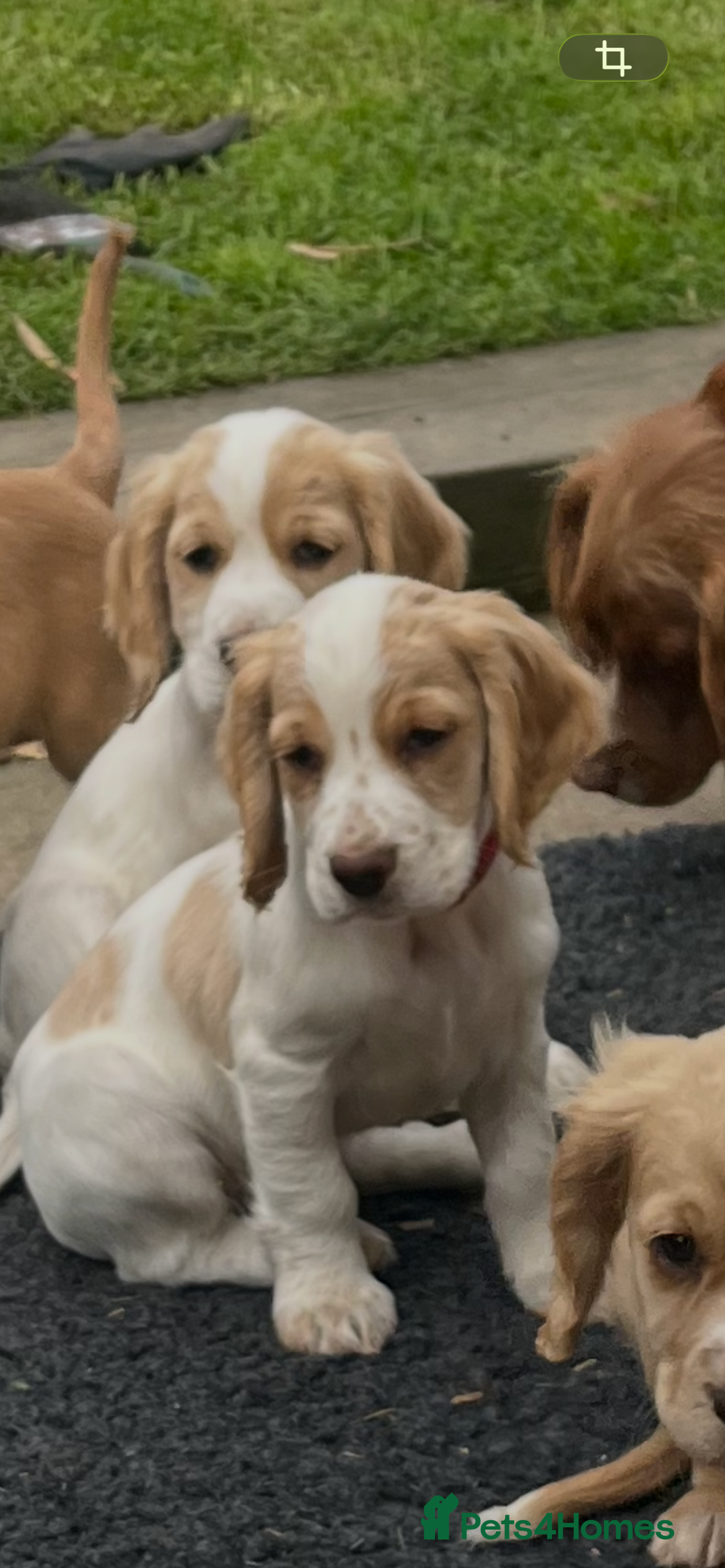 Cocker Spaniel dogs KC Lemon Roan Cockers from Champion Lines - Advert 2