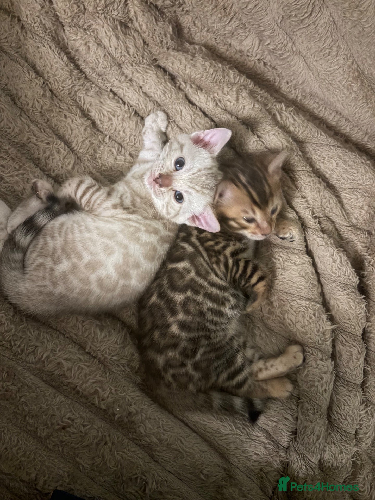 Bengal cats Outstanding pedigree bengals!  - Advert 8