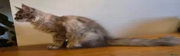 Maine Coon cats for sale: 😻 Blue Tabby Maine Coon XXL Russian Line Female  - Advert 6