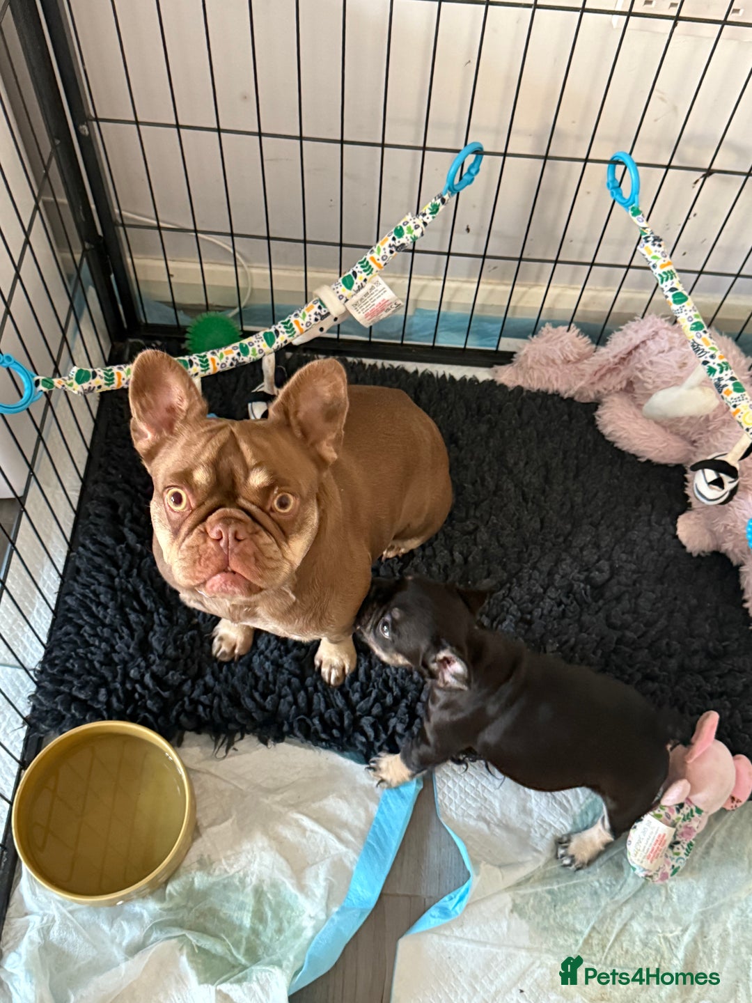 French Bulldog dogs for sale: A very very special girl - Image 8