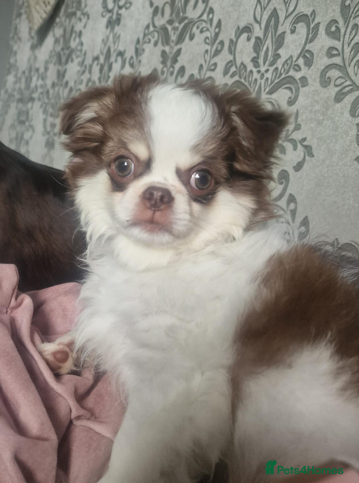 Chihuahua dogs LAST OF LITTER, VET CHECKED, CHI KC CHOC PARTI  - Advert 1