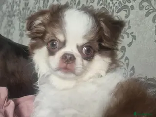 Chihuahua dogs VET CHECKED✅️ HEALTHY BOY✅️ KC CHOC PARTI - Advert 2