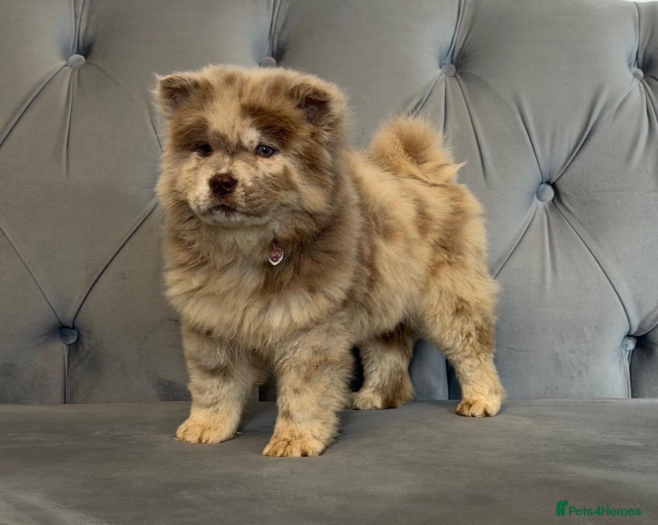Chow Chow dogs Stunning exotic colour chowski puppies for sale  - Advert 2