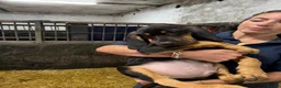 Bloodhound dogs for sale: Last boy left  - Advert 5